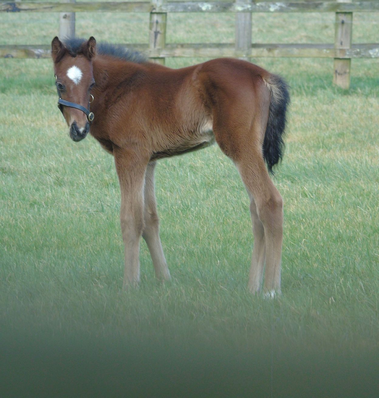 2025 bay colt by Havanna Grey